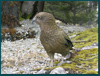 Cheeky Kea